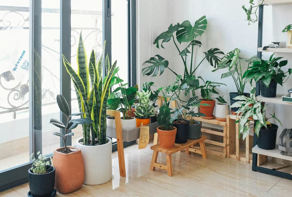 Green Therapy: The Healing Power of Gardens