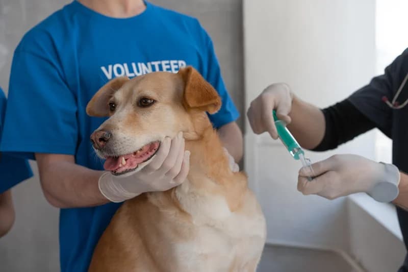 Careers for Animal Lovers: Education, Skills, and How to Get Started