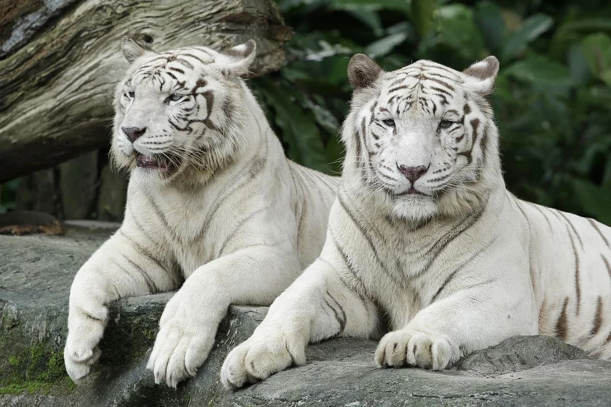 Best Zoos In The World