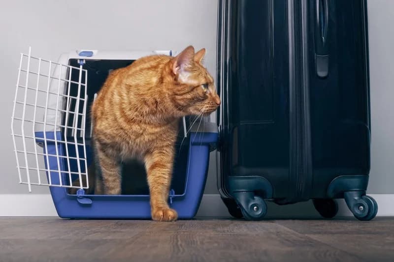Cat Travel Essentials During A Vacationi