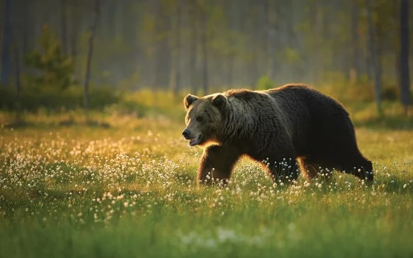 Which Spirit Animal Represents Your Zodi