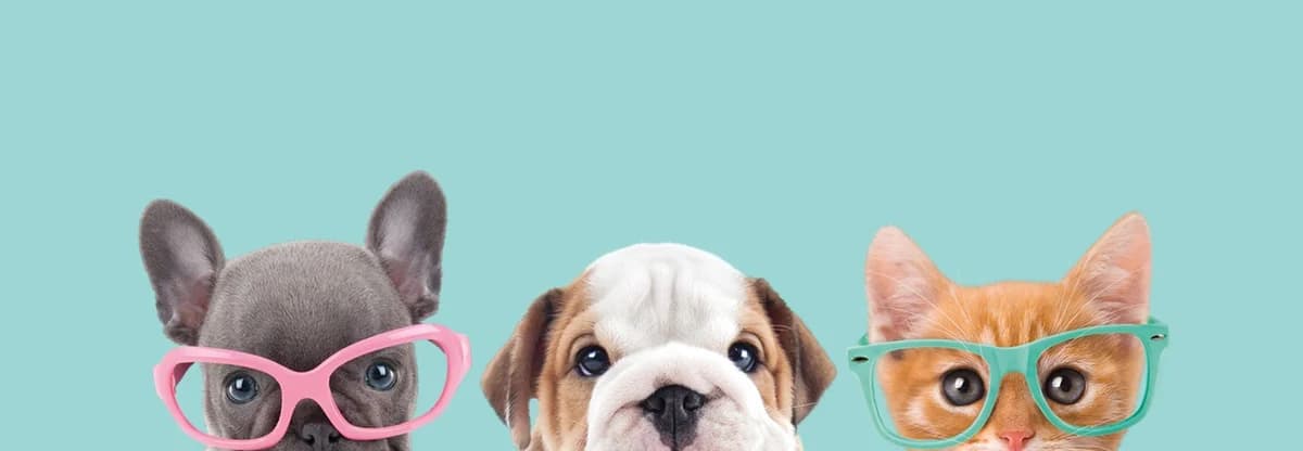 5 Apps That Pet Owners Must Have On Thei