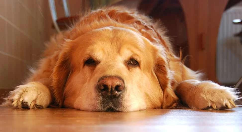 Tips to Keep Pets Safe During Diwali