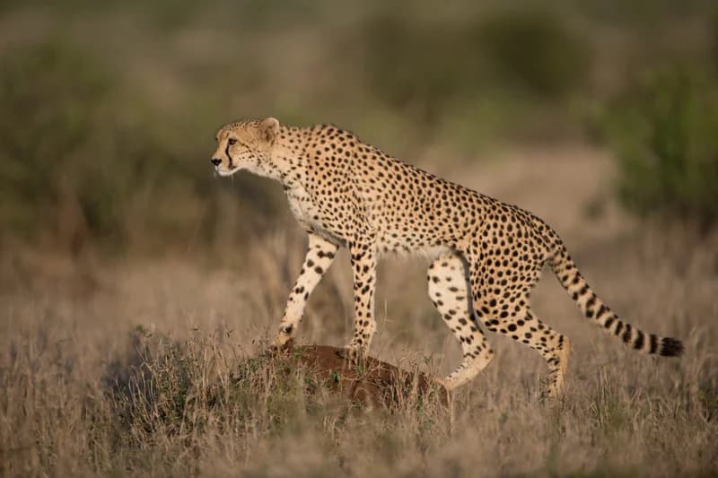 How Has The Reintroduction Of Cheetahs P