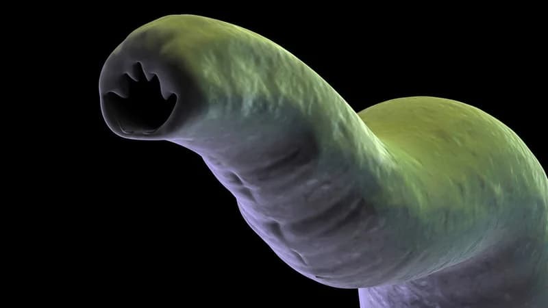 Hookworms could help fight asthma, immun