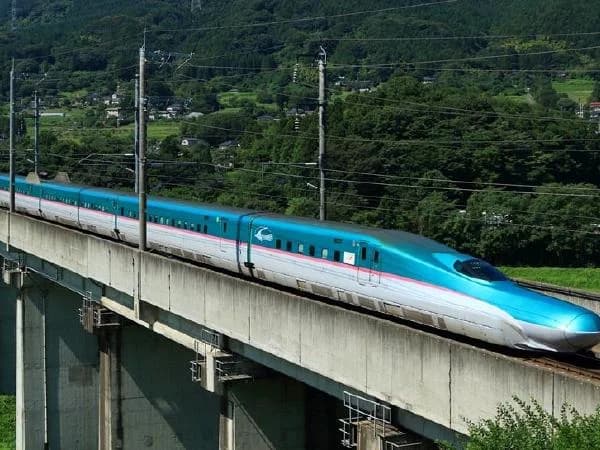 54,000 Mangroves To Be Chopped Off For T