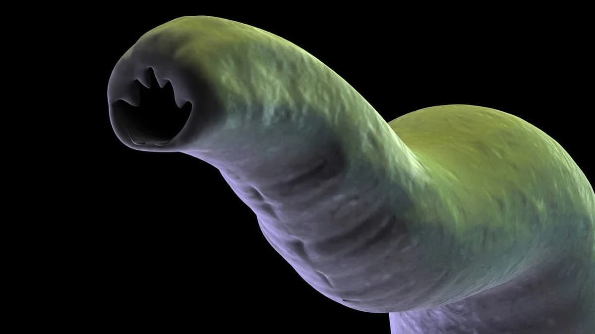 Hookworms could help fight asthma, immun