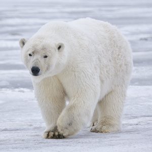 Polar_Bear_-_Alaska_(cropped)
