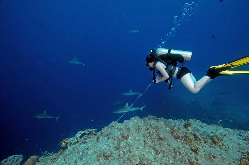 Dive with the sharks